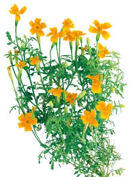 I'm drying some of the flowers to save for the dark days of winter. Merry Marigolds