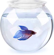 They are one of the greatest pets to ever own in my opinion. Amazon Com Sungrow Clear Bowl Aquarium 1 Gallon Classic Bowl For Bettas Create Ideal Centerpieces For Weddings And Other Occasions 360 View Of Aquarium Centerpiece Or Terrarium Perfect For Office Pet Supplies