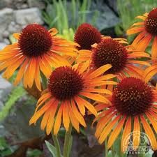 Plant Profile For Echinacea Flame Thrower Hybrid Coneflower Perennial Flowers Perennials Echinacea Echinacea Purpurea