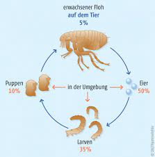 Jetzt wollt ich wissen wann und wie die flöhe sterben? Mehr Als Nur Lastig Fur Unsere Haustiere