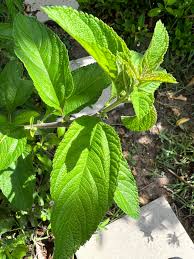 Image result for Lippia woodii