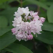 Image result for Deutzia hybrida Pink Pompon