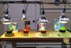 Growing plants with artificial light is particularly useful when natural light is not abundant. Plants Do Grow Well Under Artificial Light Blog Nurserylive Com Gardening In India