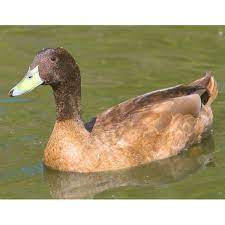 See more ideas about fleet farm, mills fleet farm, hunting. Ducks Blain S Farm And Fleet
