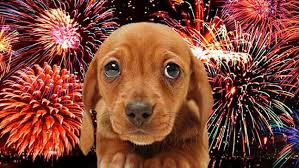 Resultado de imagen para miedo de perros pirotecnia