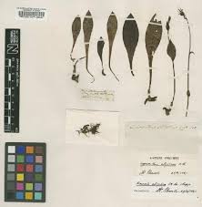 Image result for Monothecium glandulosum