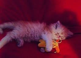 White persian kitten persian kittens kitten ragdoll kitten exotic persian kitten himalayan kittens black persian kitten black kitten red persian kitten persian. Where To Find Persian Kittens For Sale Persian Cat Corner