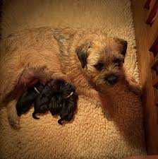 We did not find results for: Border Terrier Puppies Rushwind Labradors Border Terriers