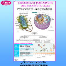 Chart Cells Prokaryotic Eukaryotic Cells Chart Cells