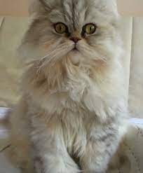 yakisikli bebegim norwegian forest cat kittens cats and kittens