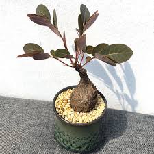 Image result for Phyllanthus mendesii