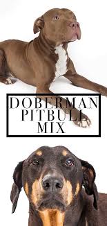 They do require a good pack leader that understands their needs and can exercise them daily. Doberman Pitbull Mix The Best Of Both Worlds