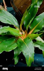 Image result for Chlorophytum macrophyllum