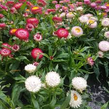 Helicrysum Strawflower Organic Vital Seeds
