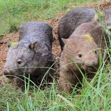 Hard Yakka Rewilding The Bush With Wombats Wombat Rewilding Animals
