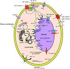 By binding to given signal molecules in the extracellular environment, these receptors (transmembrane. 3 Representation Of A Plant Cell Showing The Regulation Of Ion Download Scientific Diagram