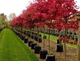 See more ideas about shrubs, plants, garden shrubs. Tauranga Tree Co Bay Of Plenty S Largest Selection Of Big Trees