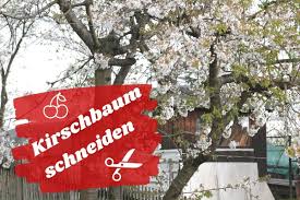 Den höhepunkt erreichen die bäume mitte april bis mitte mai, je nach wetter und standort. Kirschbaum Schneiden Anleitung Zum Kirschbaumschnitt Gartenlexikon De