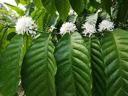 Image result for Coffea