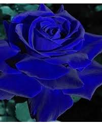 Gothic Black And Blue Roses Pin On Roses