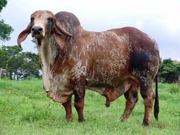 Holy Cow I Mean Bull Bull Cow Cattle Farm Animals