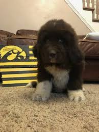 More images for newfoundland puppies for sale near me » Litter Of 7 Newfoundland Puppies For Sale In Ollie Ia Adn 62776 On Puppyfinder Com Gender Male Age 7 Weeks O Puppies For Sale Newfoundland Puppies Puppies