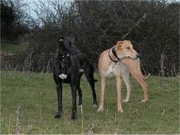 Lurcher Dog Breed Information And Pictures