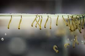 Cependant, l'eau de javel au chlore est. Nourrir Ses Poissons Avec Des Larves De Moustiques Aquablog