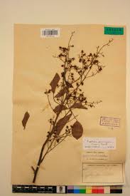 Image result for Agelaea pentagyna