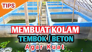 Salah satu ikan yang menjadi buruan pemancing mania ialah ikan gurame. Tips Membuat Kolam Tembok Untuk Ternak Lele Atau Ternak Gurame Youtube