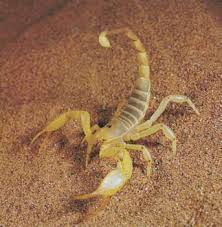 Scorpion Arachnid Desert Animals Desert Scorpion Scorpion