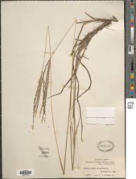 Image result for Digitaria monodactyla