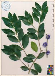 Image result for Memecylon myrianthum