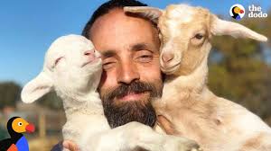 When bottle feeding baby goats, it is so important to keep everything clean. Goat Is An Only Child Until Her Dad Adopts A Baby Lamb The Dodo Youtube