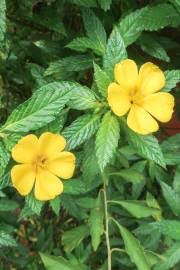 Image result for Adenia repanda