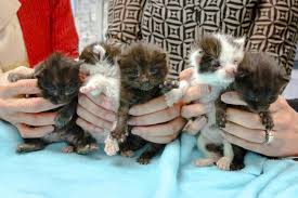 Fill your home with the friendly fun only hairless cats can deliver with kittens from barenuddles sphynx in san marcos, california. Kitten Stowaways Found After Long Journey In Steel Column Denbighshire Free Press