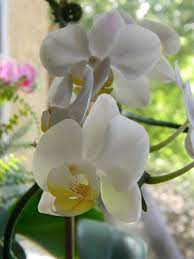 The Roses Phalaenopsis Orchid Care At Home Orchid Care Phalaenopsis Orchid Care Phalaenopsis Orchid