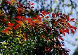 Image result for Diospyros batocana