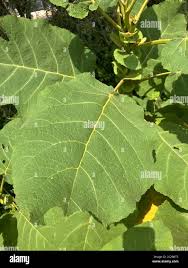 Image result for Wigandia urens