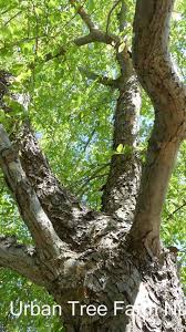 Image result for Ulmus parvifolia