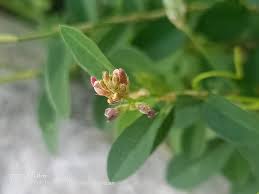 Image result for Alysicarpus zeyheri