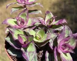 Image result for Chlorophytum pubiflorum