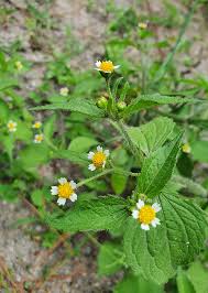 Image result for Galinsoga parviflora
