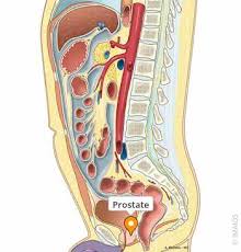 Image result for Prostate Anatomy