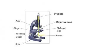This tutorial explains the wires in a uk mains electricity plug, including the location of the fuse and cable grip. Revise The Parts Of A Microscope Worksheet Edplace