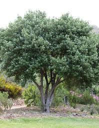 Image result for Achariaceae