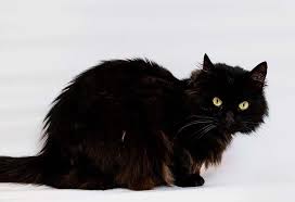 They like to spend time indoors, climbs on the racks, and giving you lots of love. 7 Best Cat Breeds In India