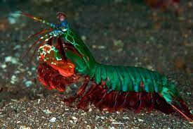 They are well known for the extremely fast punching motion that they do with their front appendages to kill and break apart their prey. Mantis Shrimp As An Aquarium Pet Care Guide Shrimp And Snail Breeder