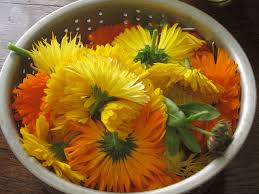 Select the flowers that you want to preserve. Harvesting And Drying Calendula Root Simple