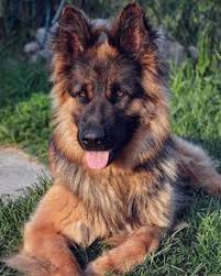 German shepherd mix puppies michigan. 12 Chow Shepard Mix Ideas German Shepherd Dogs Dog Breeds